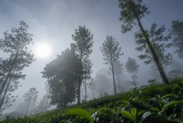 BMKG Ungkap Penyebab Kenapa Cuaca Akhir-akhir Ini Dingin Saat Kemarau